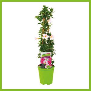 Bild von Kp19 Sundaville Piramide Wit